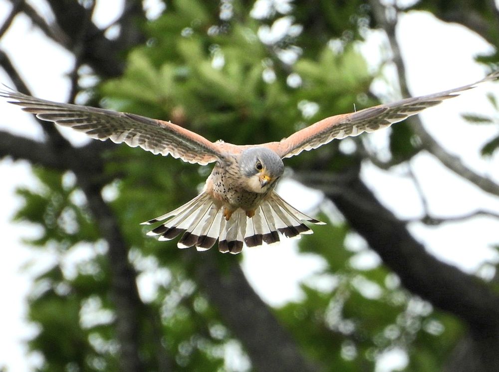 Kestrel