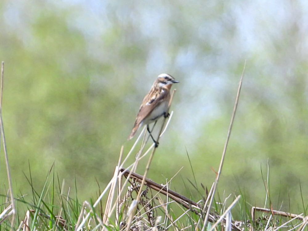 Whinchat