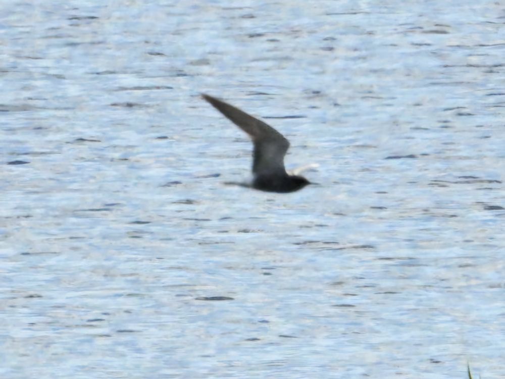black tern