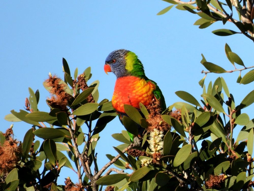 Rainbow Lorikeet