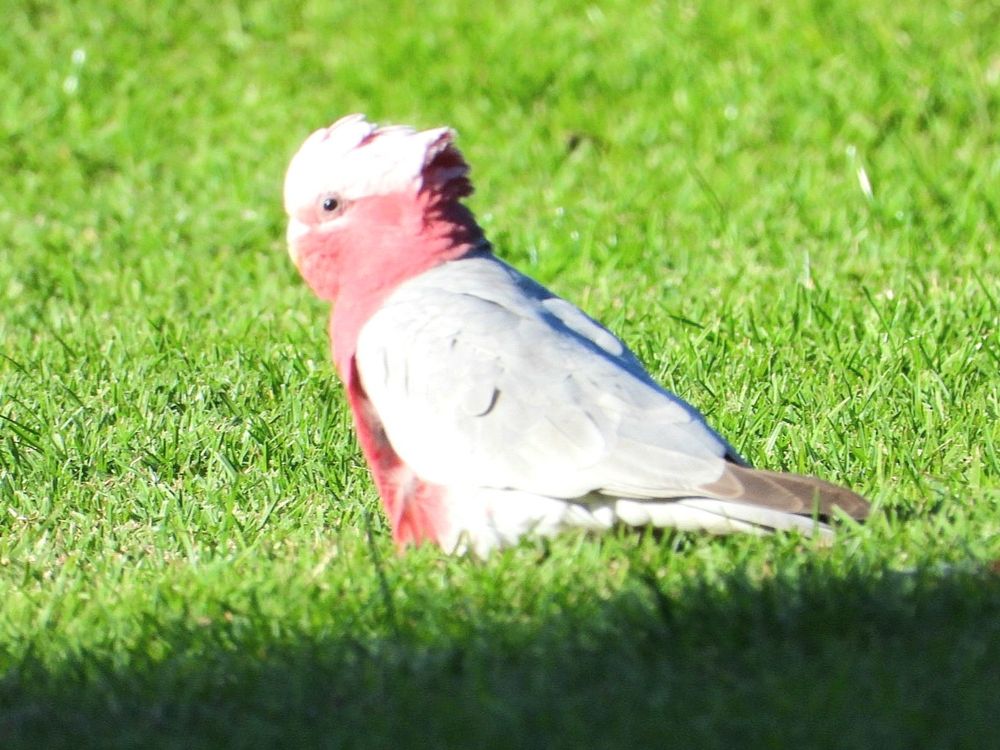 Galah