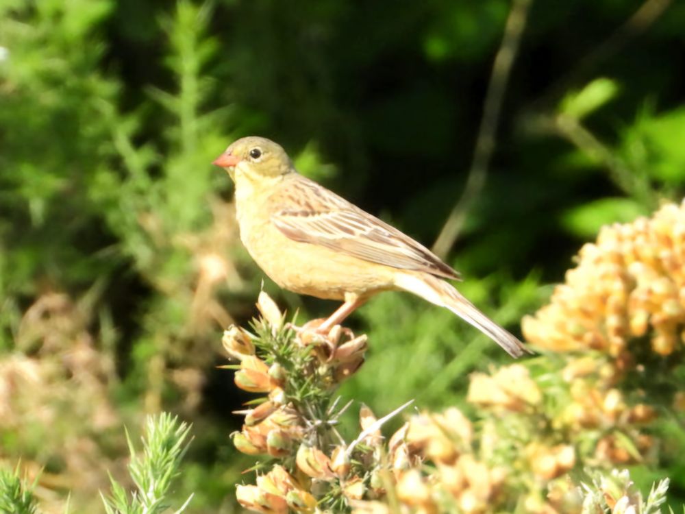 Ortolan Bunting