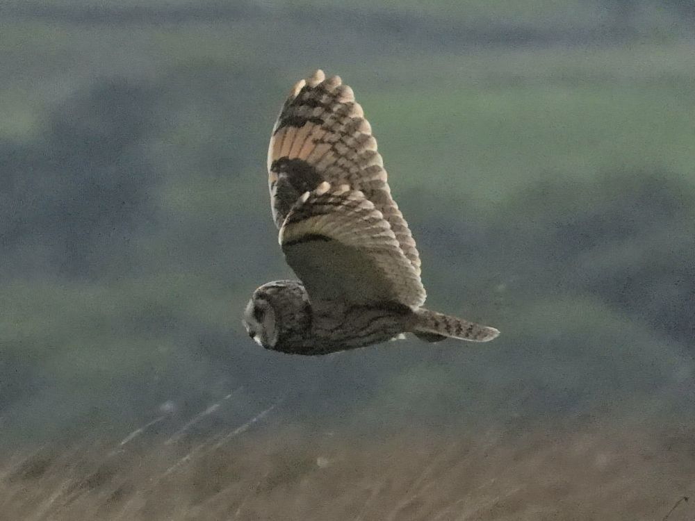 Long Eared Owl