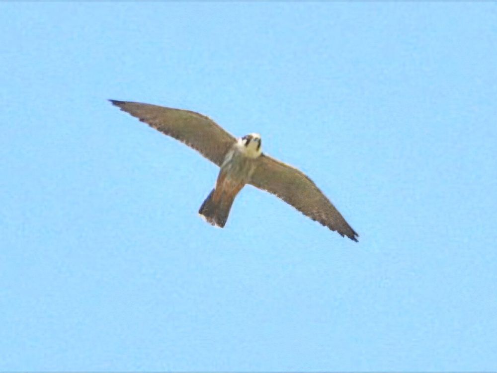 Hobby