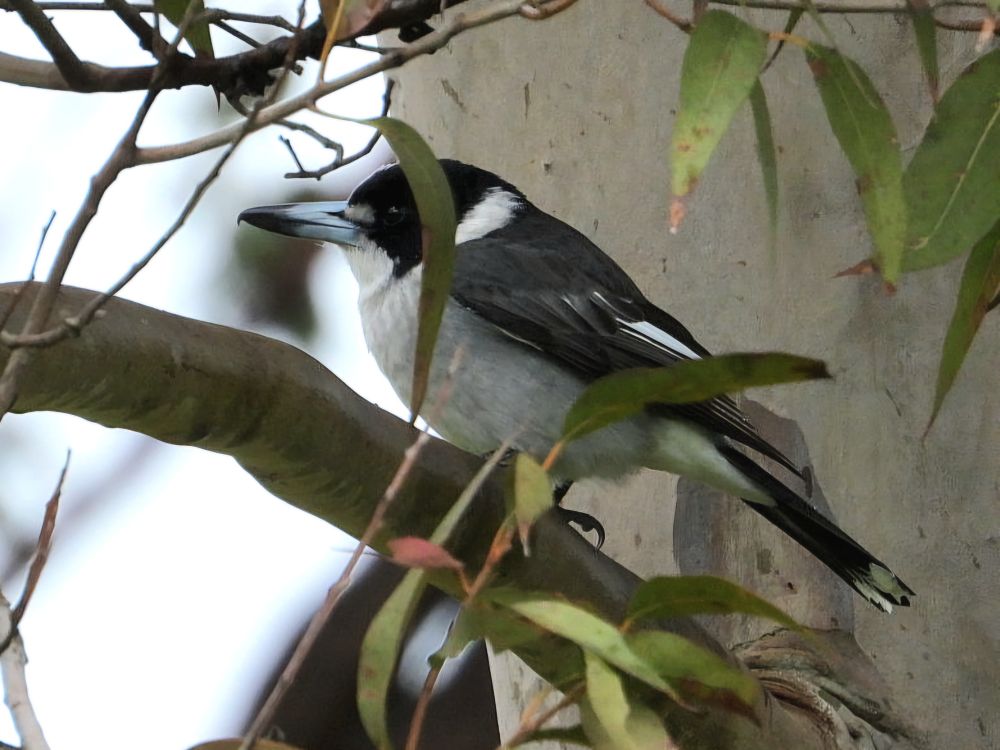 Grey Butcher Bird