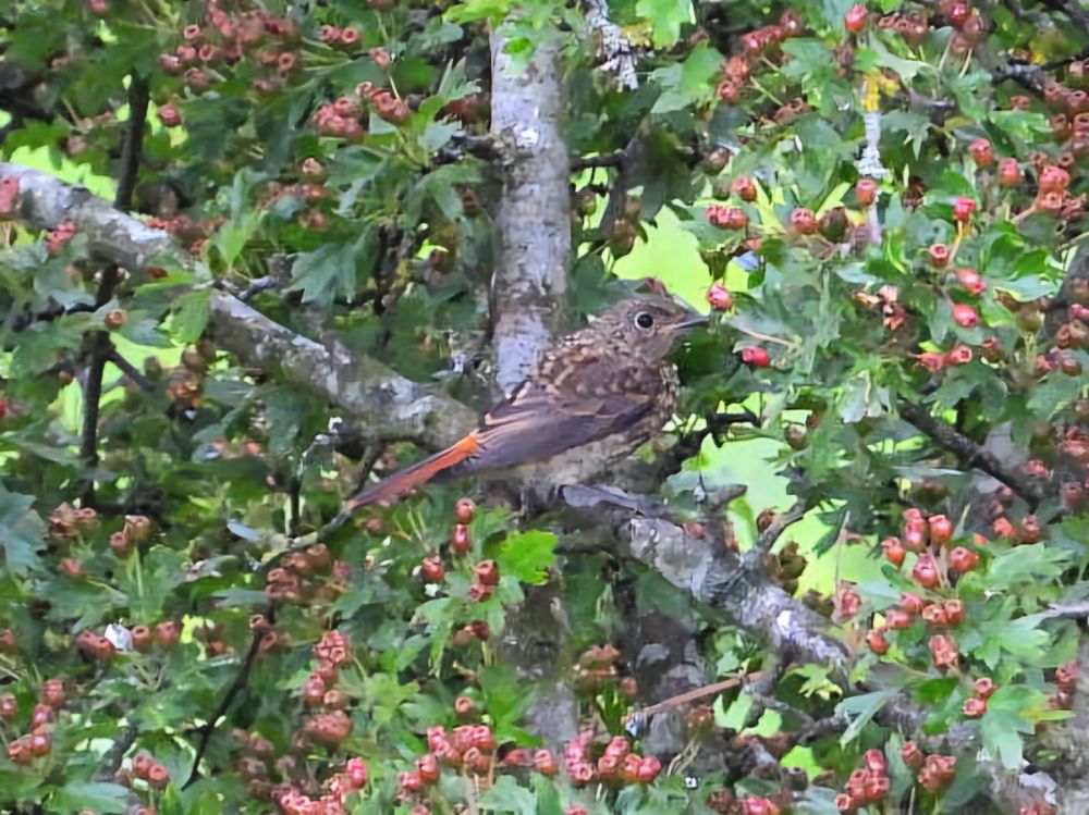 juv redstart