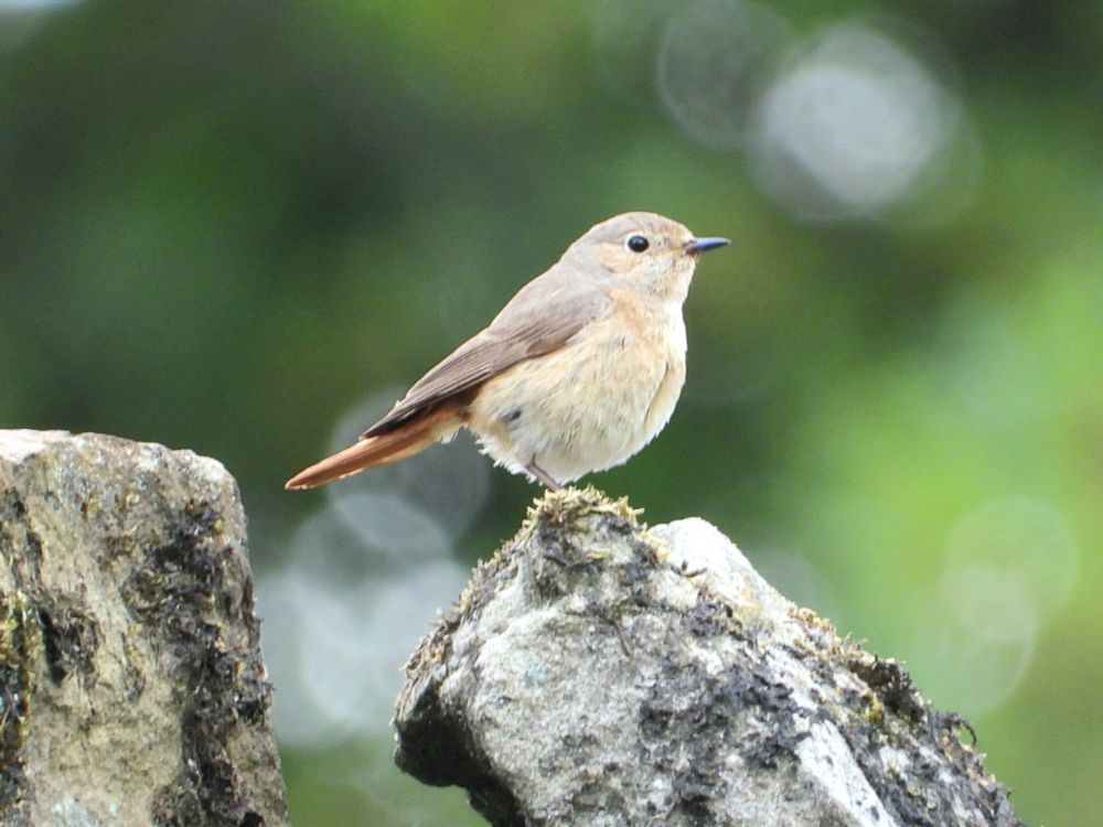 Redstart