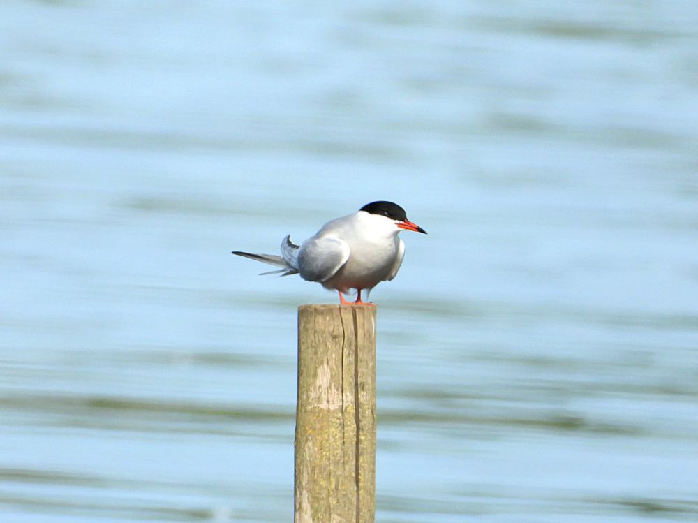 Common Tern