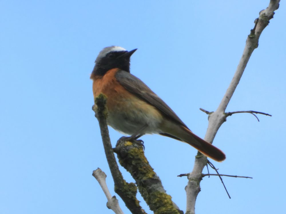 redstart
