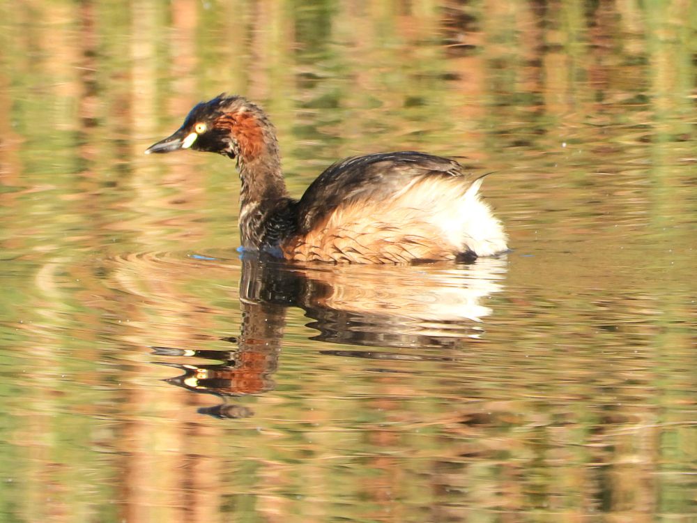 Australasian Grebe