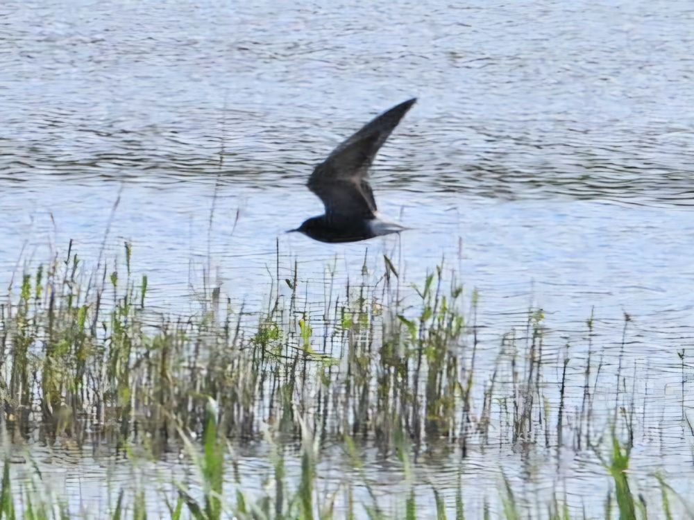 black tern