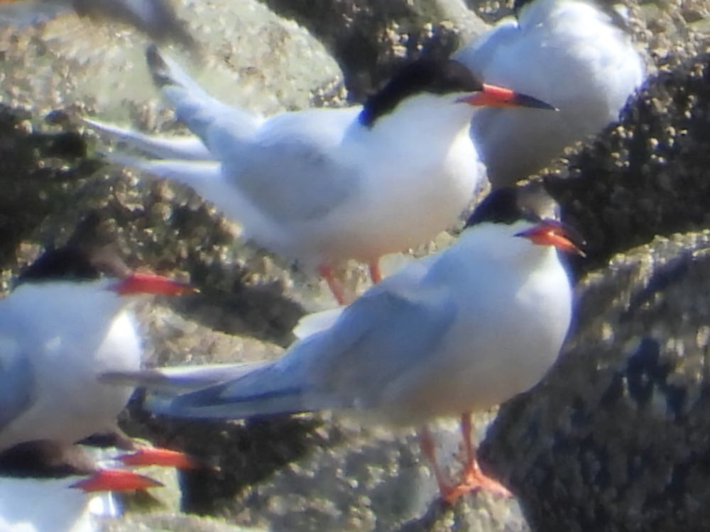 Roseate tern