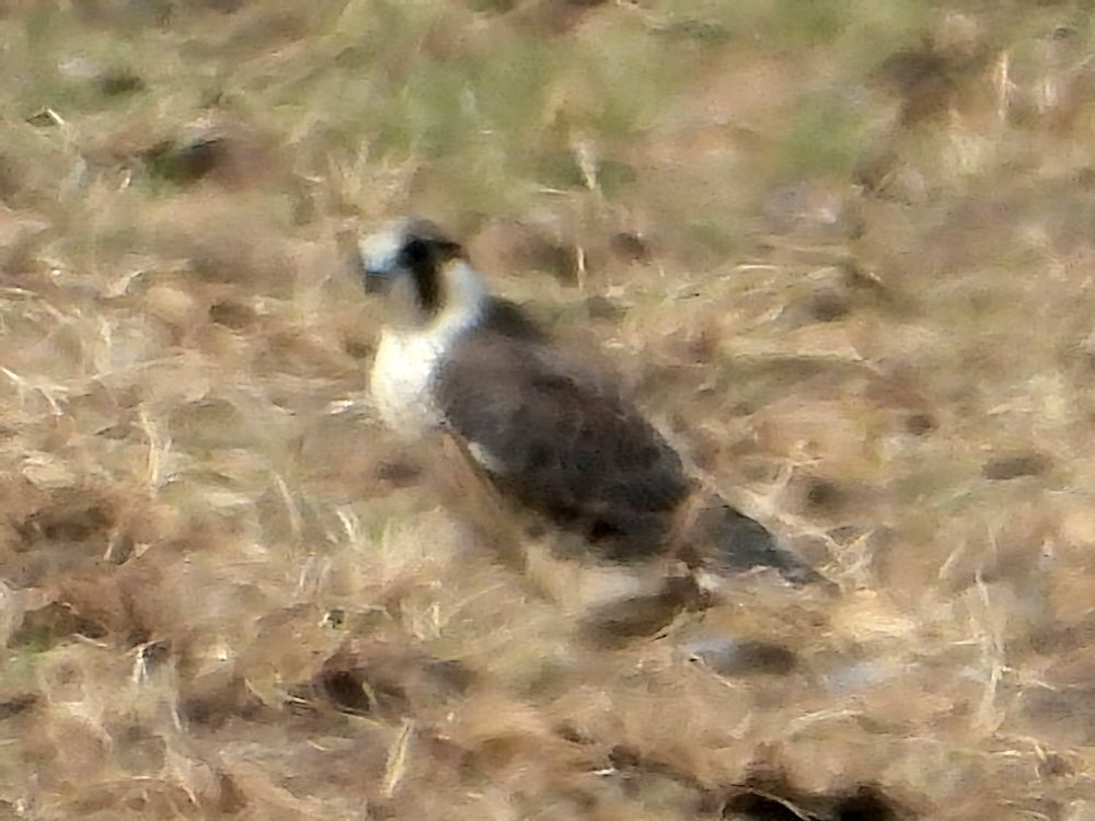Juv Peregrine