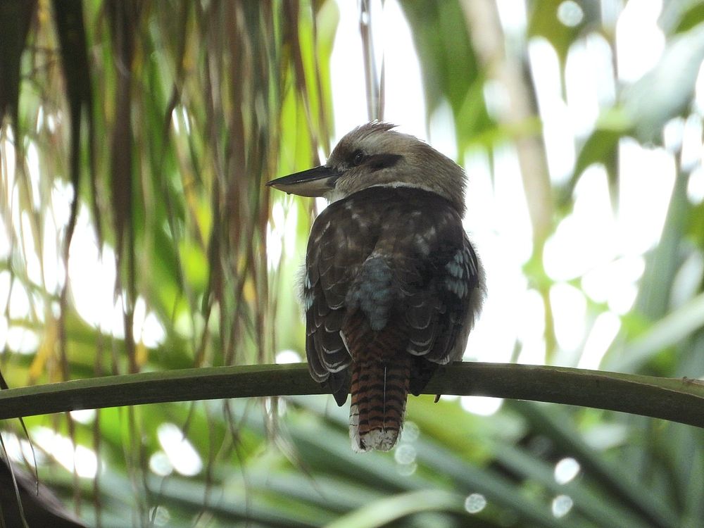 Kookaburra