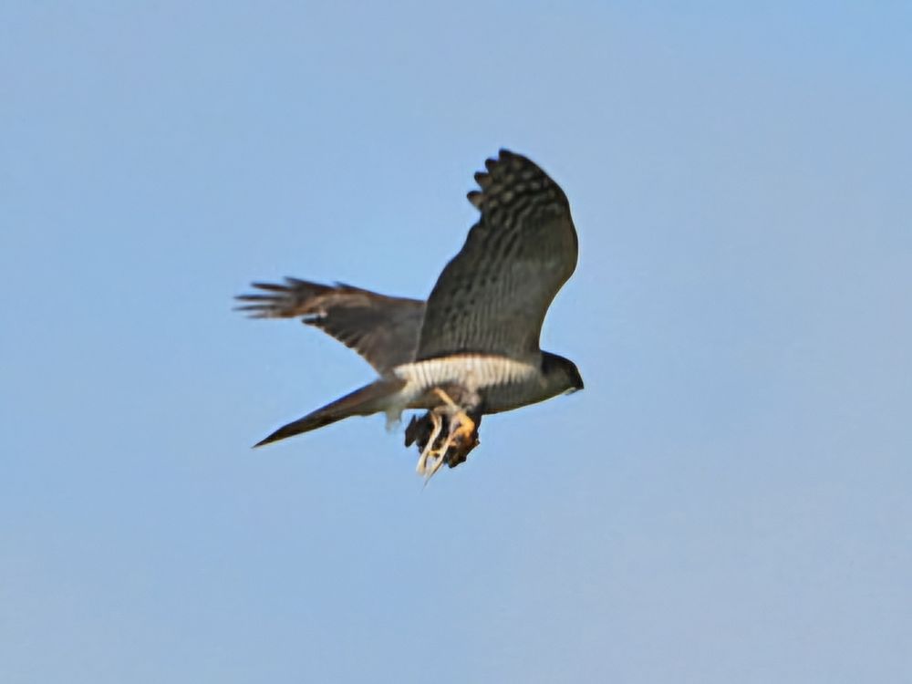 Sparrow hawk