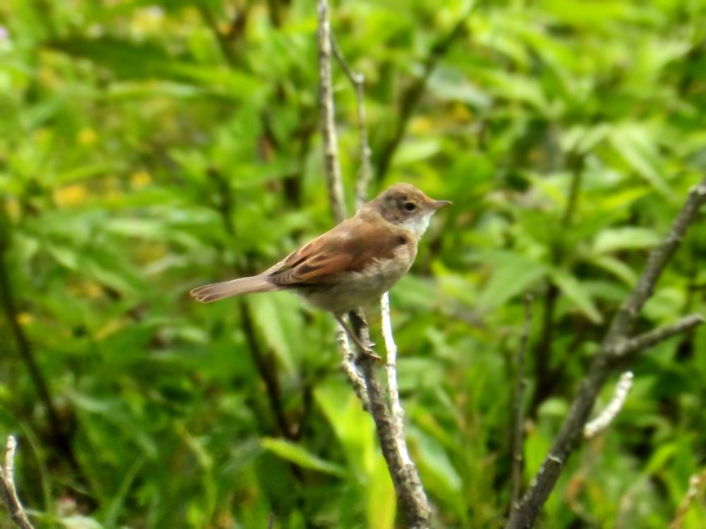 Whitethroat