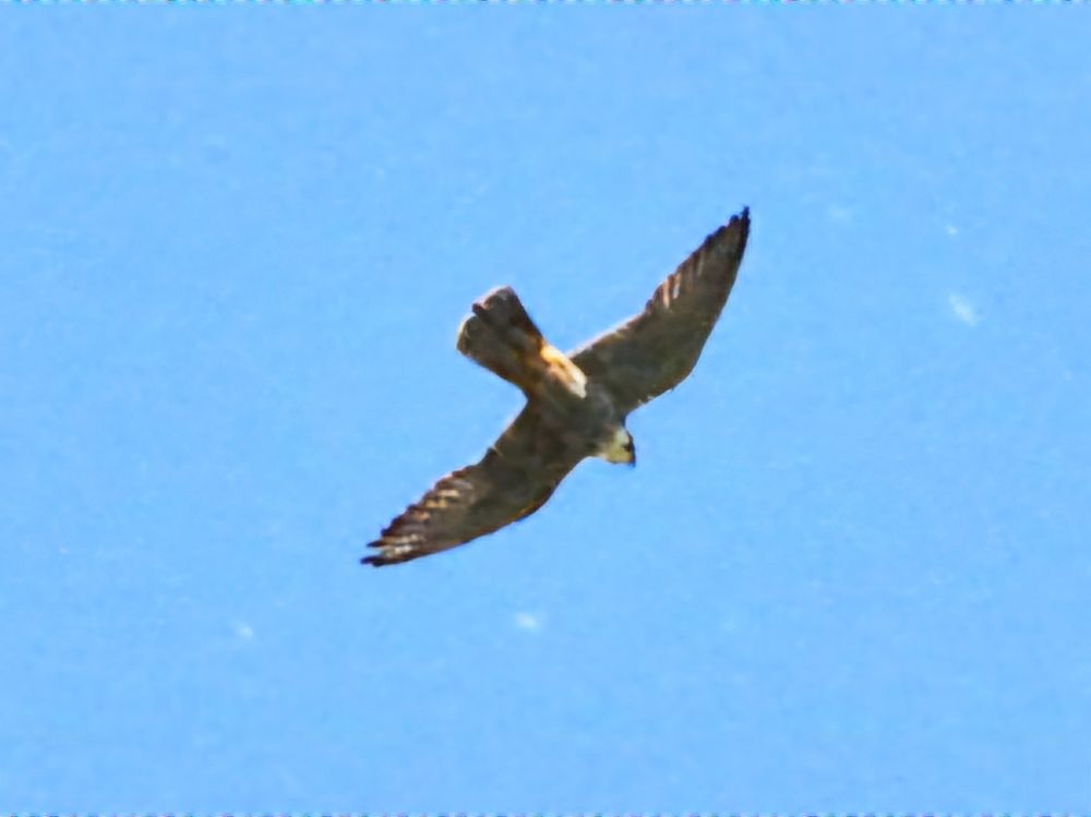 hobby