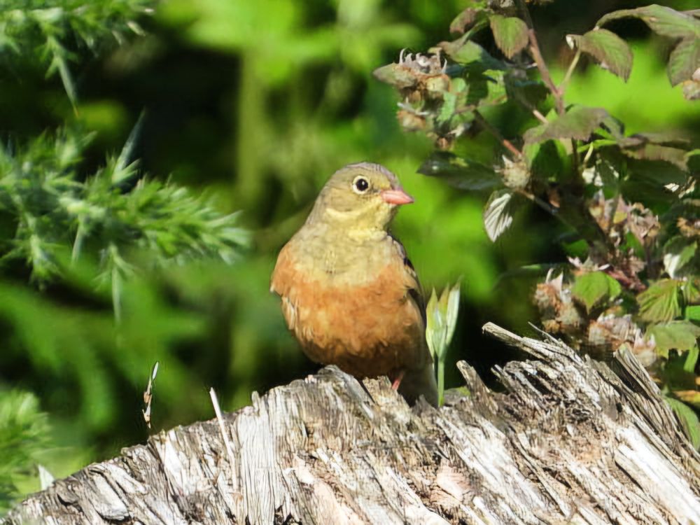 Ortolan Bunting