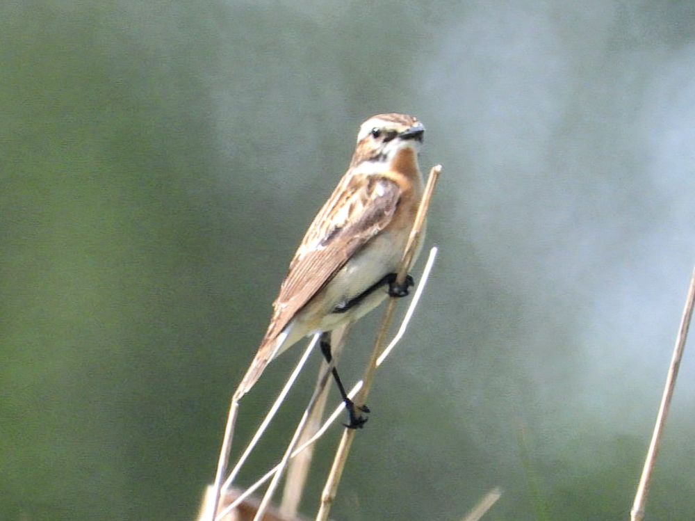 whinchat