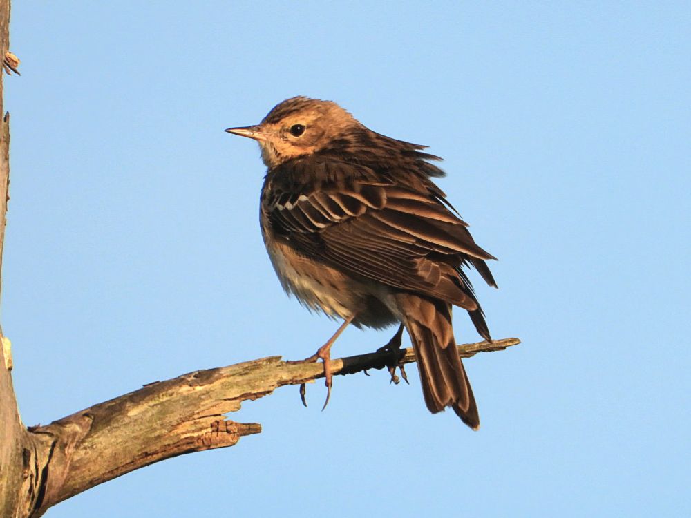 tree pipit
