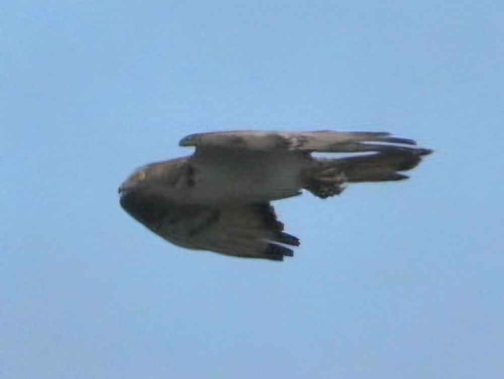 honey buzzard