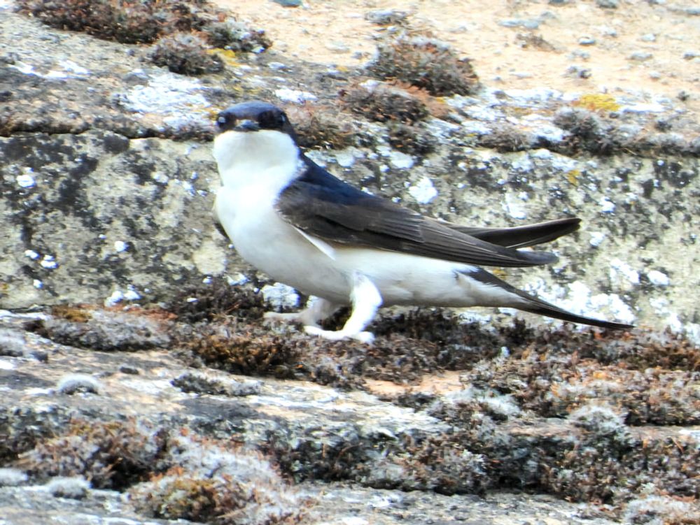 House Martin