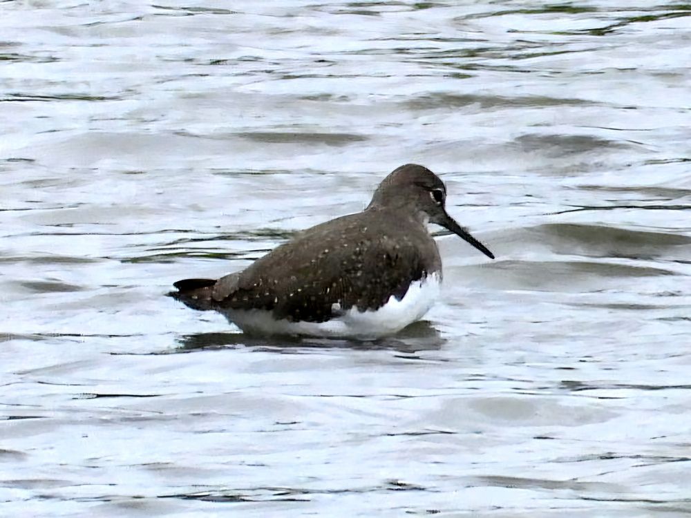 Green Sandpiper