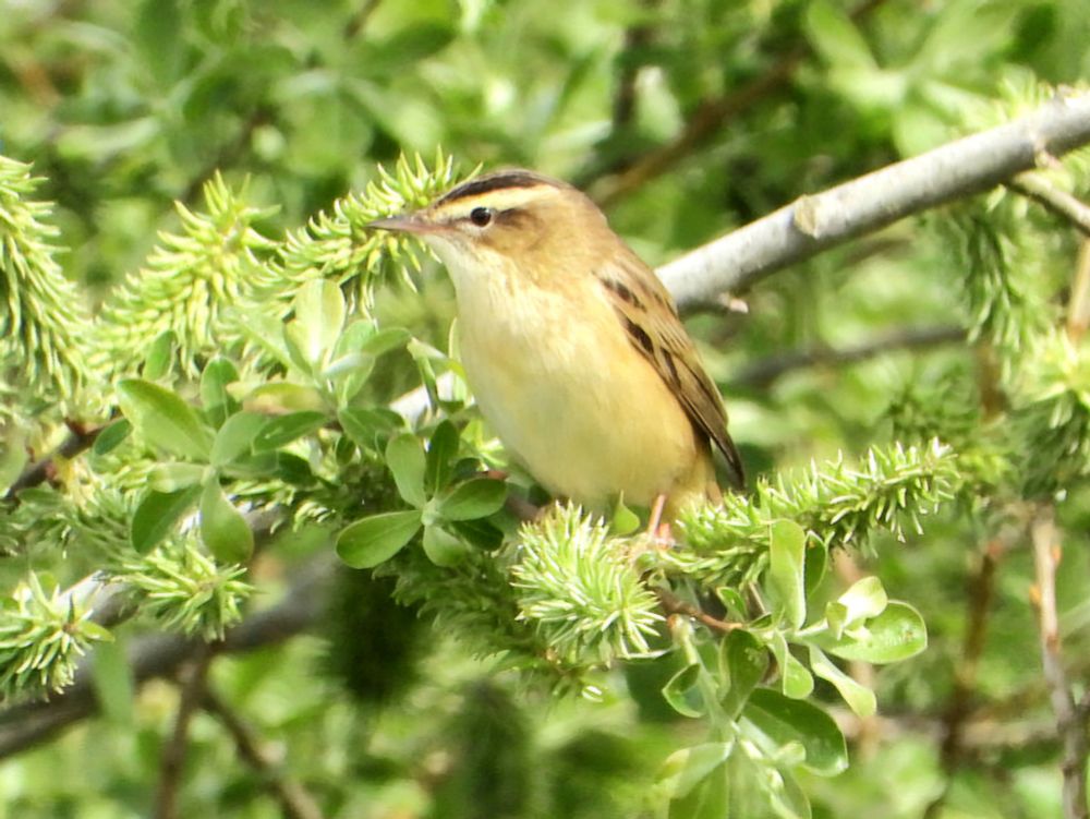 Sedge Warbler