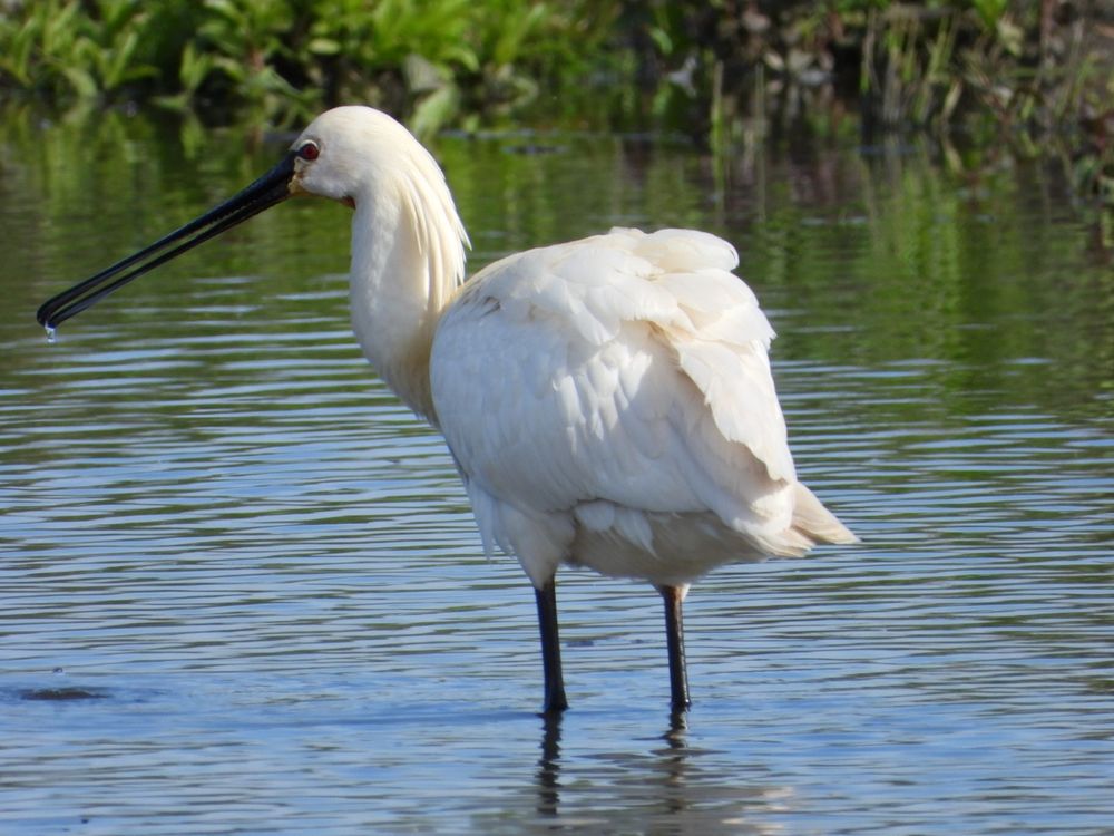 Spoonbill