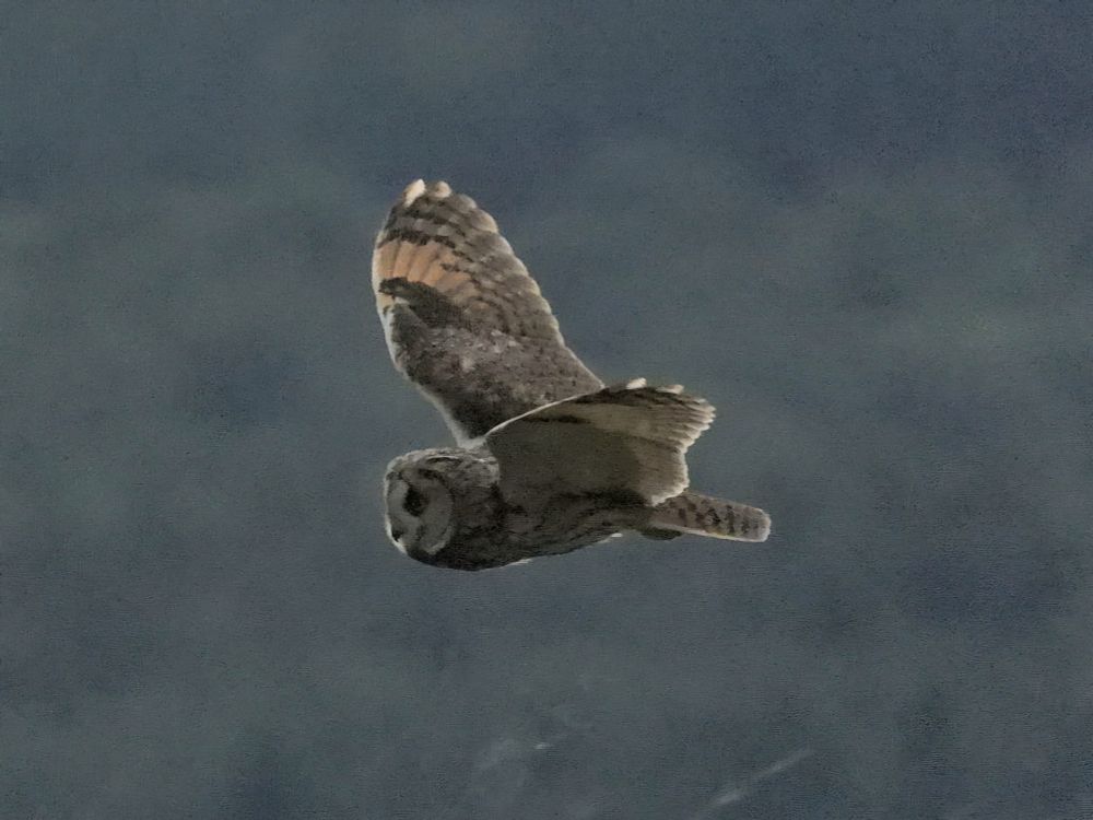 Long Eared Owl
