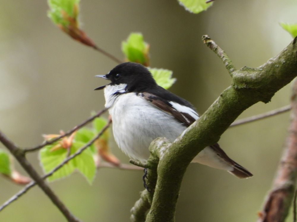 Pied Flycatcher