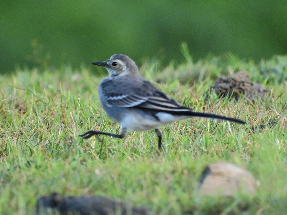 pied wagtail