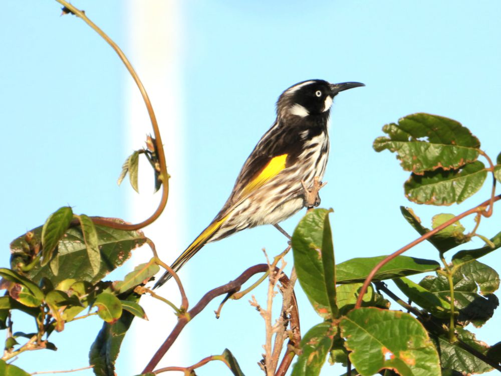 New Holland Honeyeater