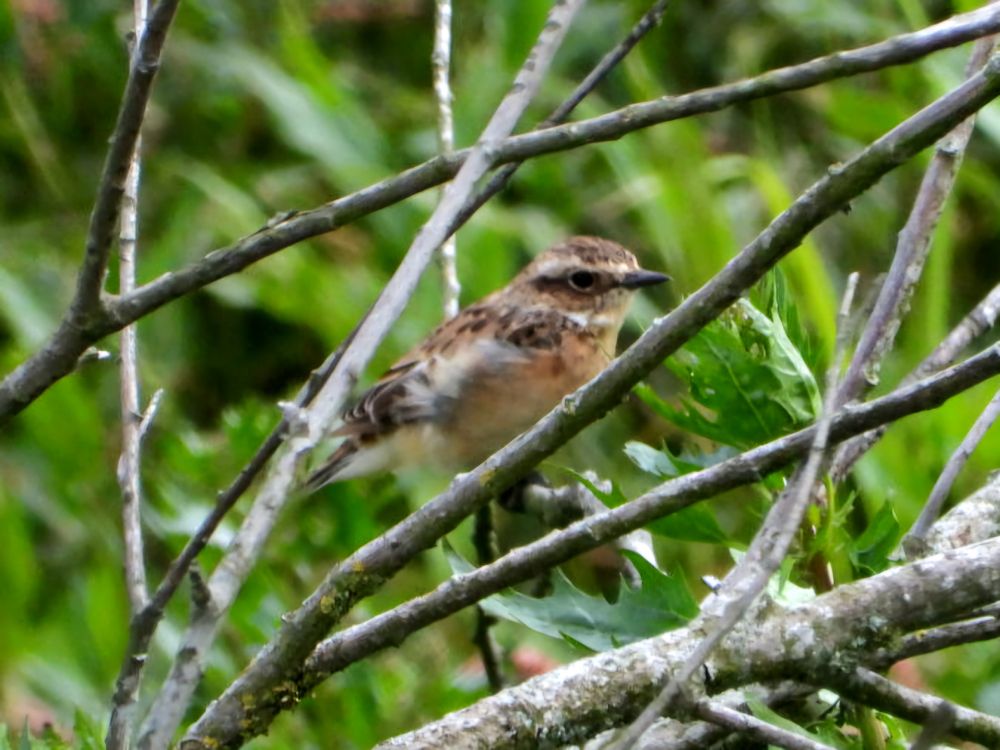 Whinchat