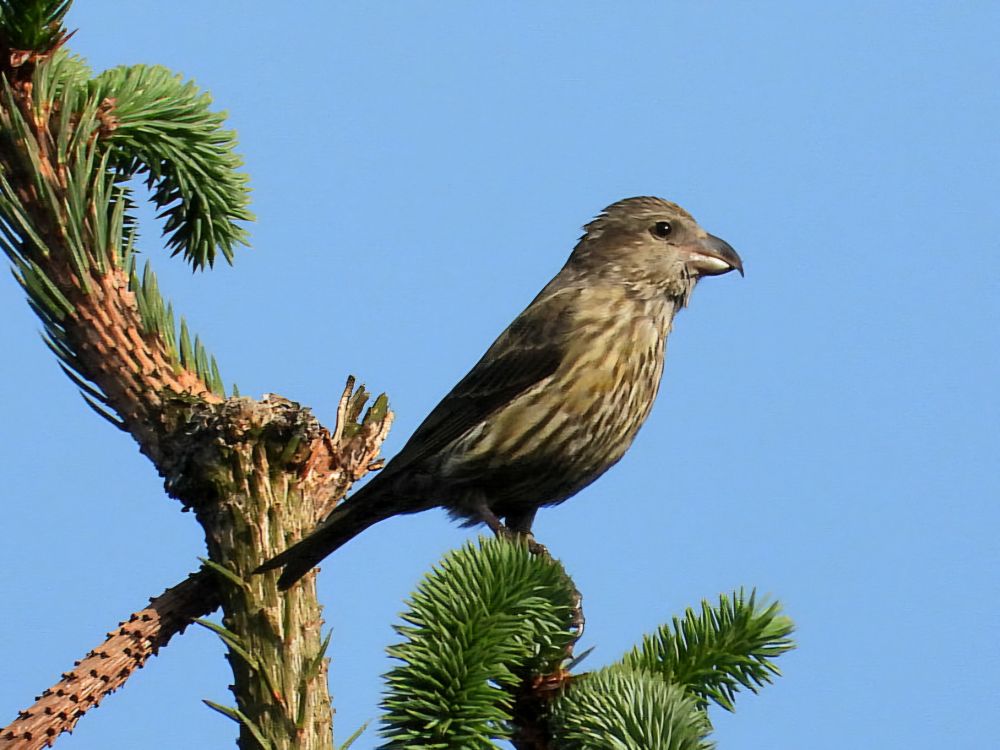 Red Crossbill
