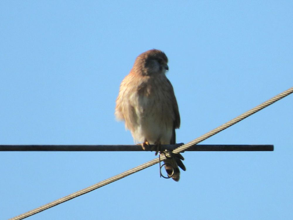 Nankeen Kestrel