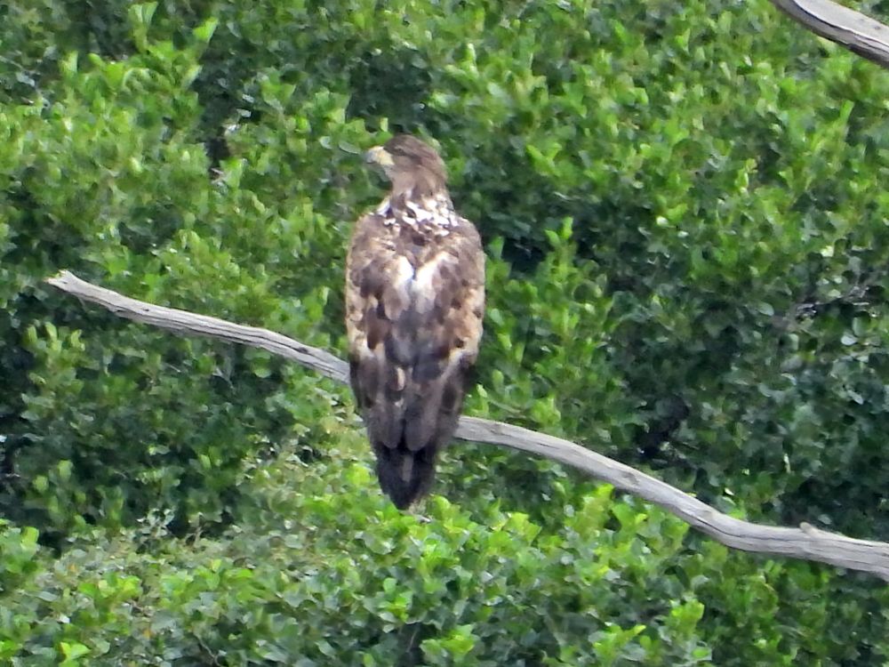 White-Tailed Eagle