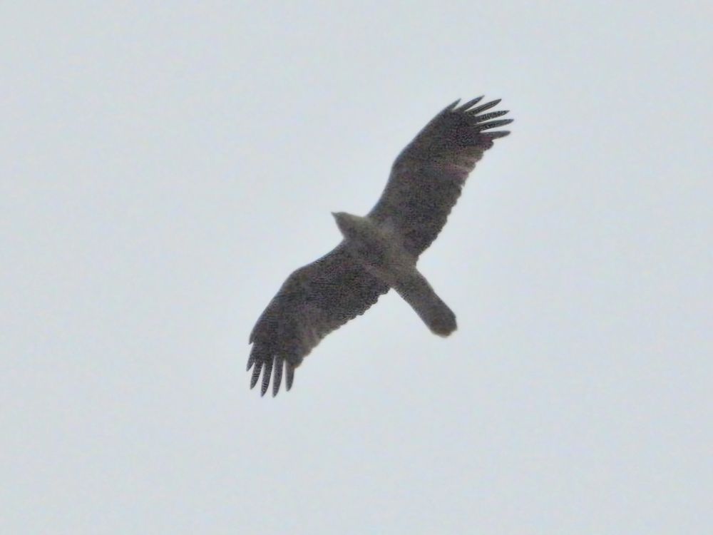 Whistling kite. (i think)