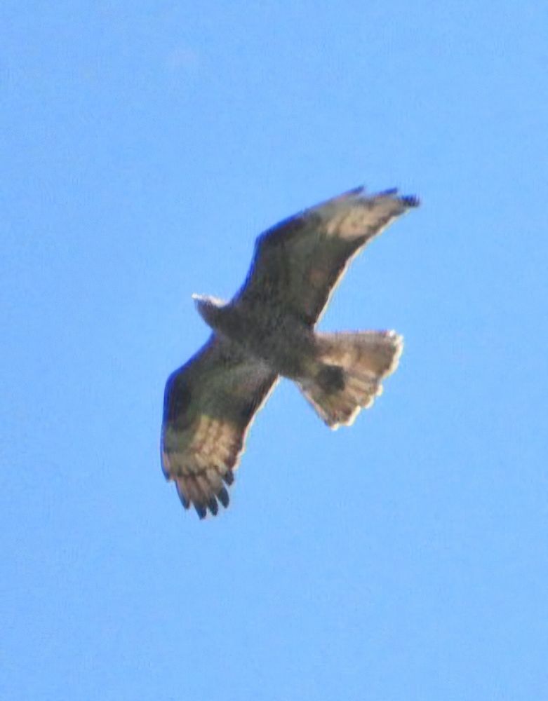honey buzzard