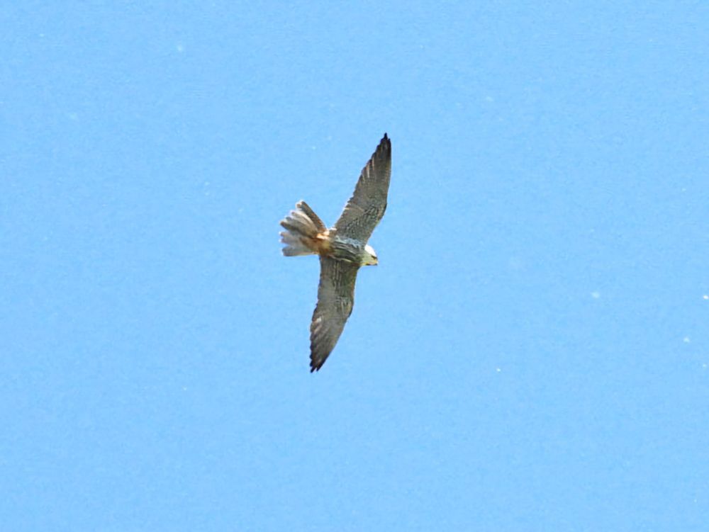 hobby