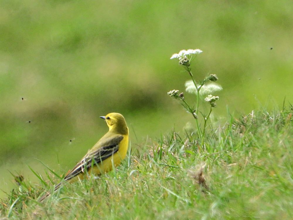 Yellow Wagtail