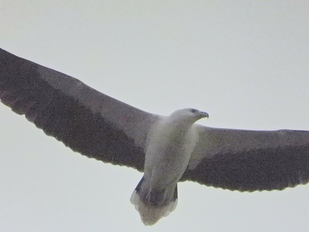 White bellied sea eagle