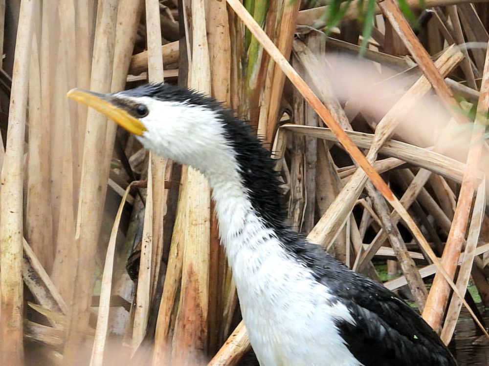 Little pied cormorant