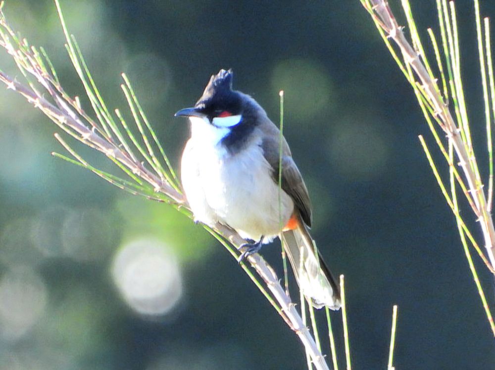 red whiskered bulbul