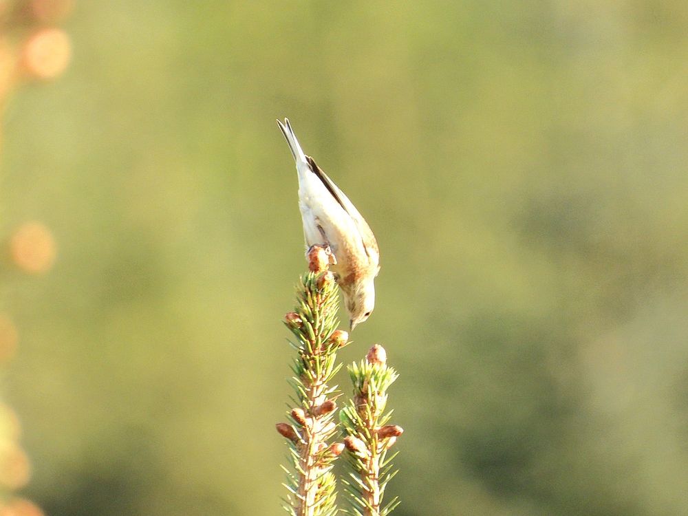 Linnet