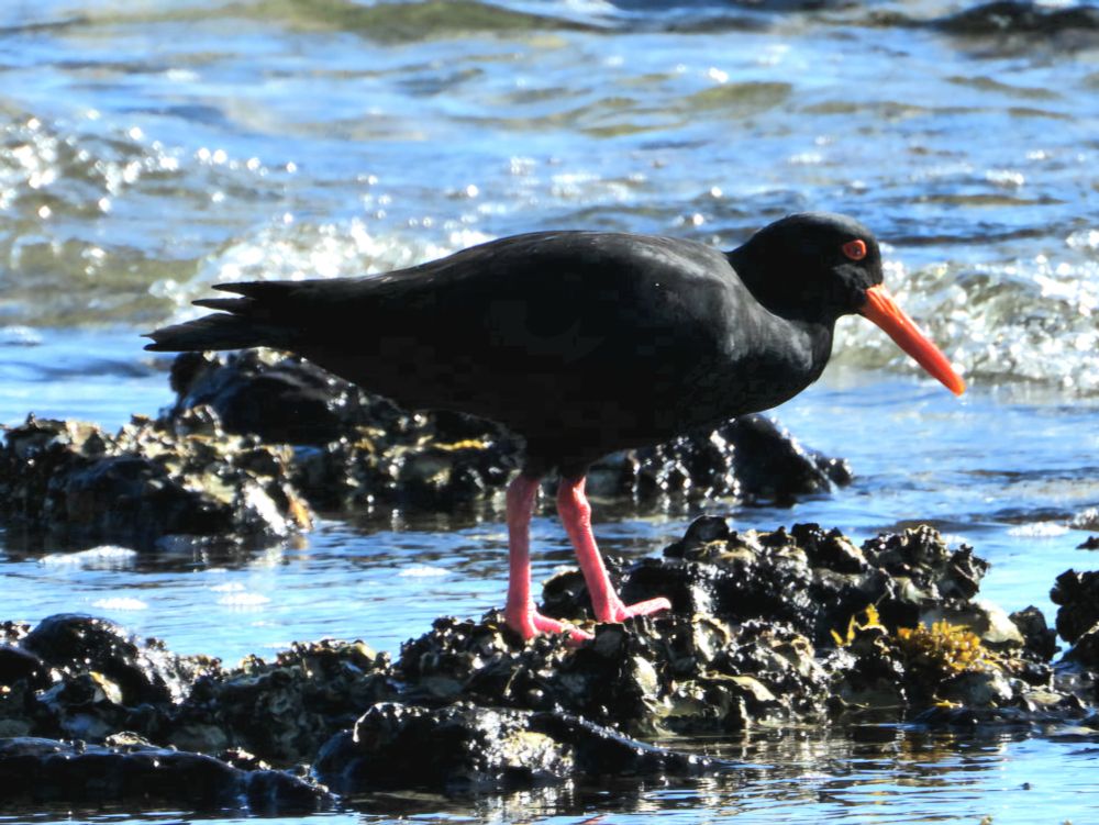 Sooty Oystercatcher