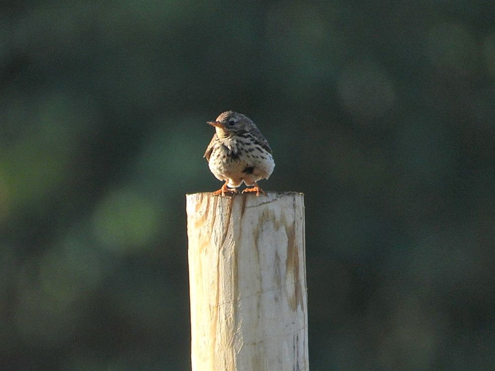 meadow pipit