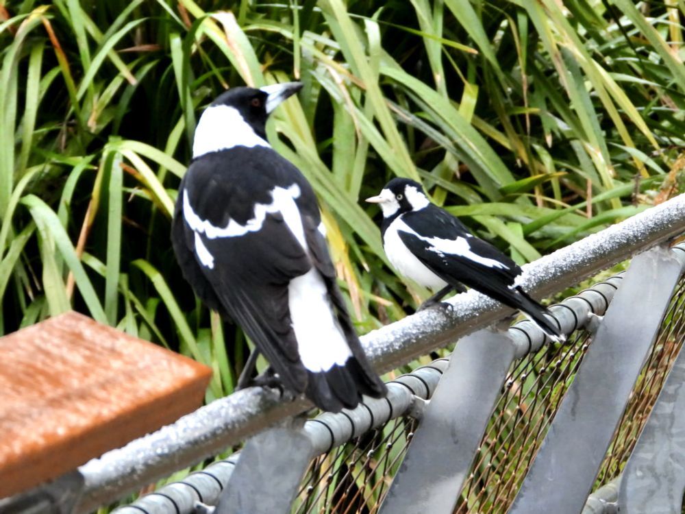 Australian Magpie and Magpie Lark