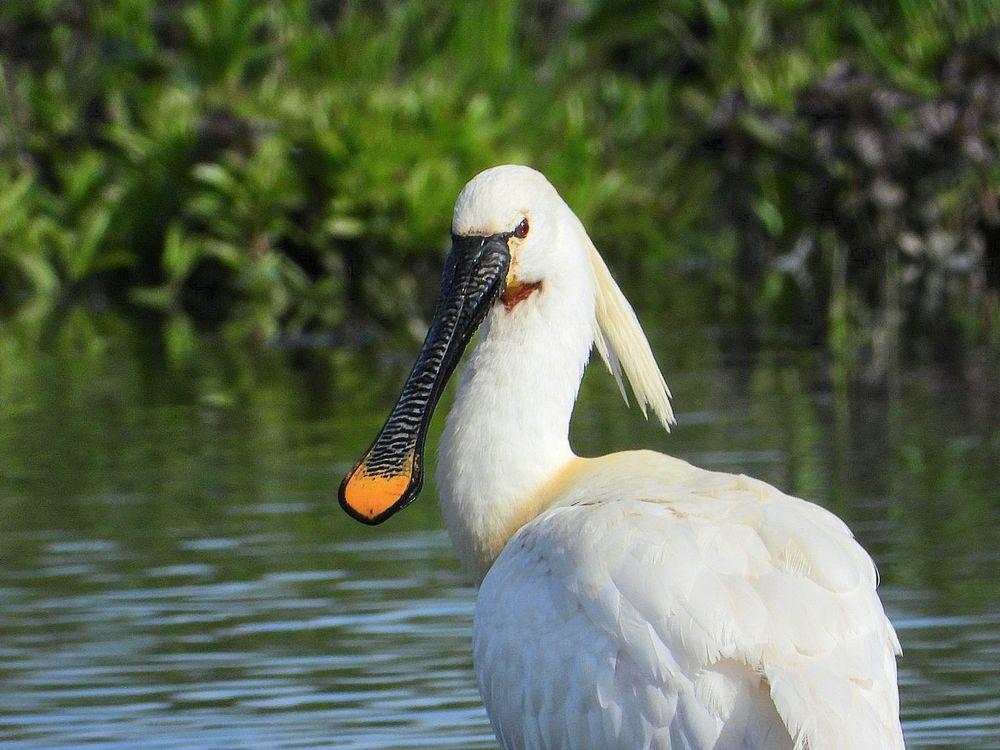 spoonbill