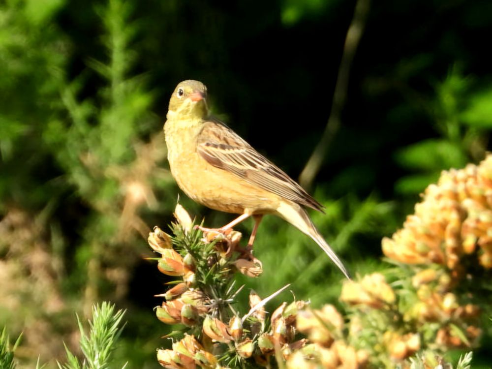 Ortolan Bunting